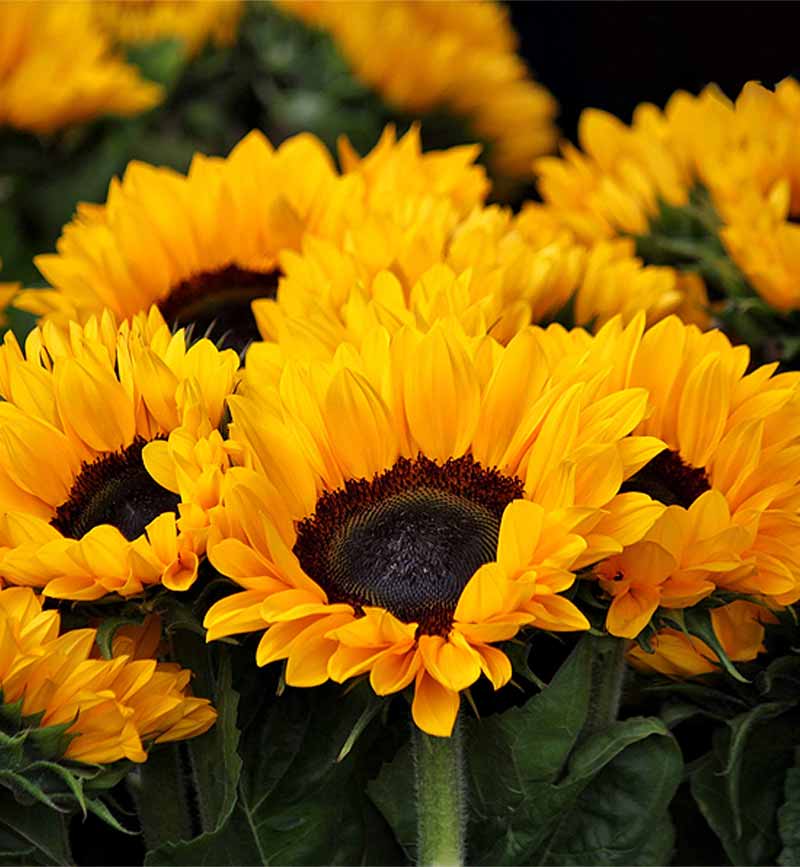 sunflowers-800x867