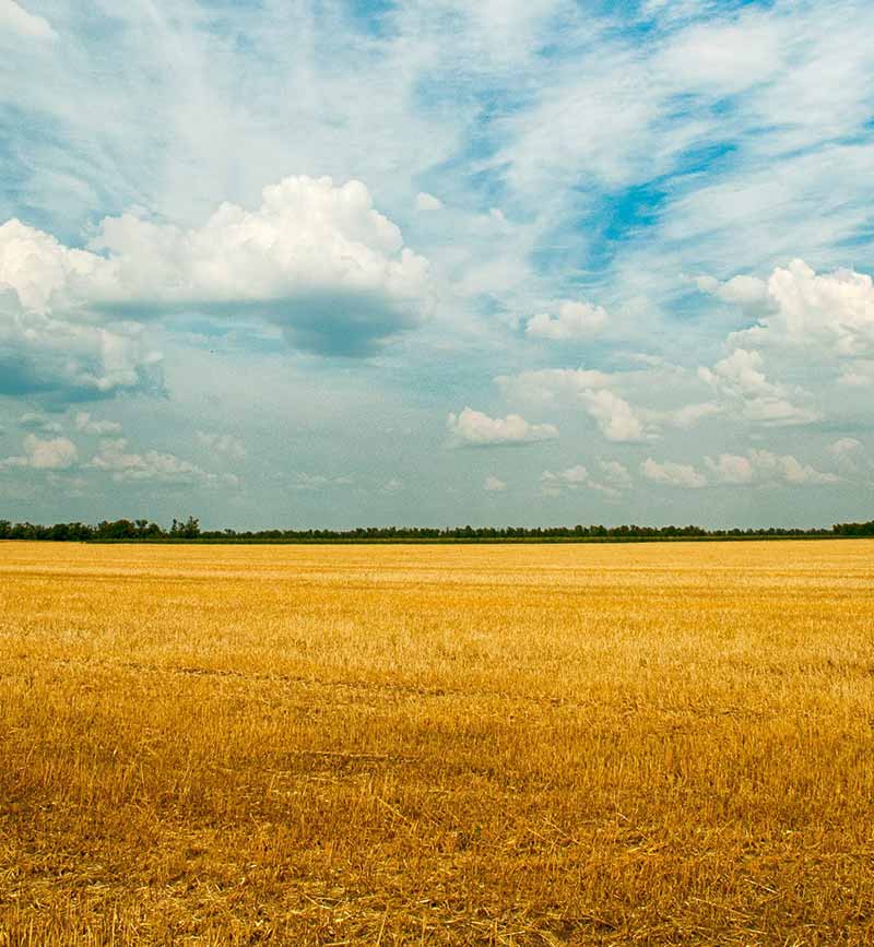 wheat-landscape-800x867
