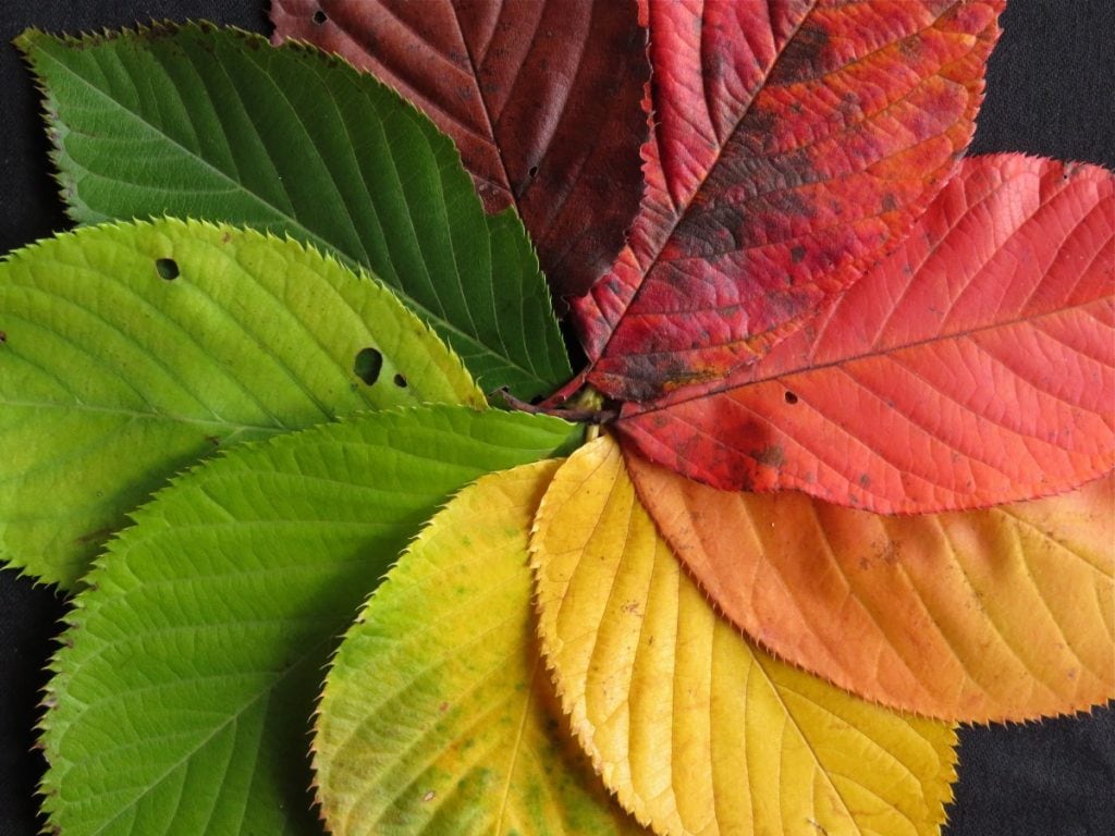 Leaves To Colour In The Four Seasons for all seasons Los Angeles Chamber