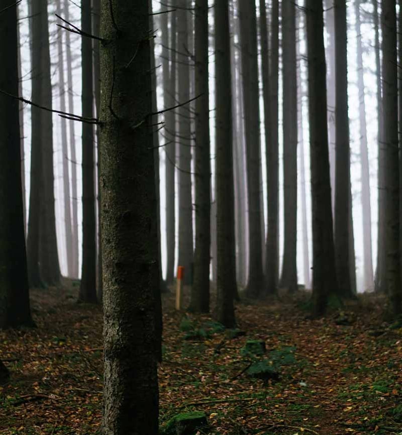 forest-1600x900_800x867_acf_cropped